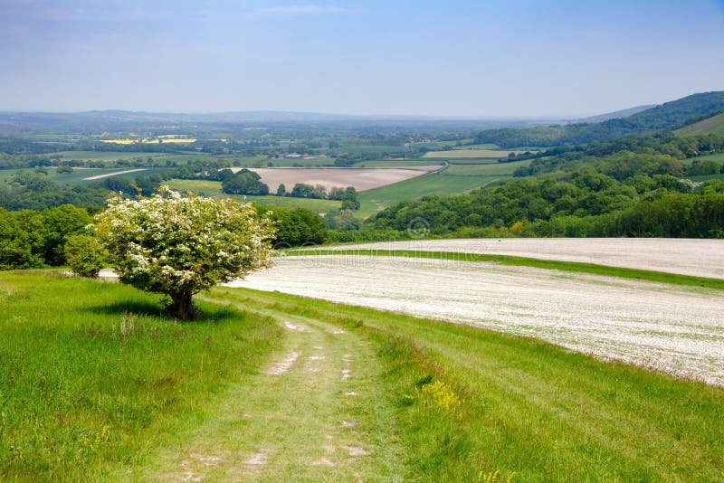 South Downs Way National Trail in Sussex Southern England UK Stock ...