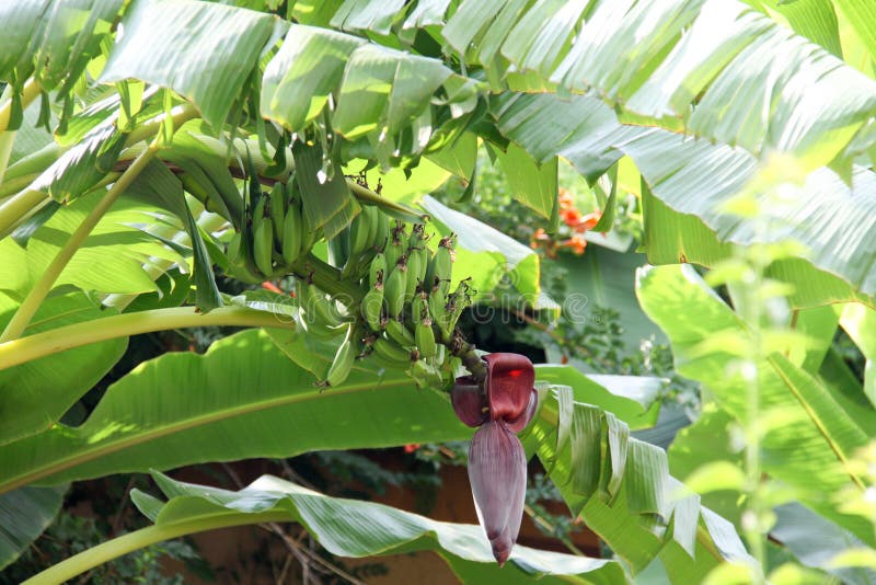 South, flowers, bananas royalty free stock images South, flowers, bananas royalty free stock images