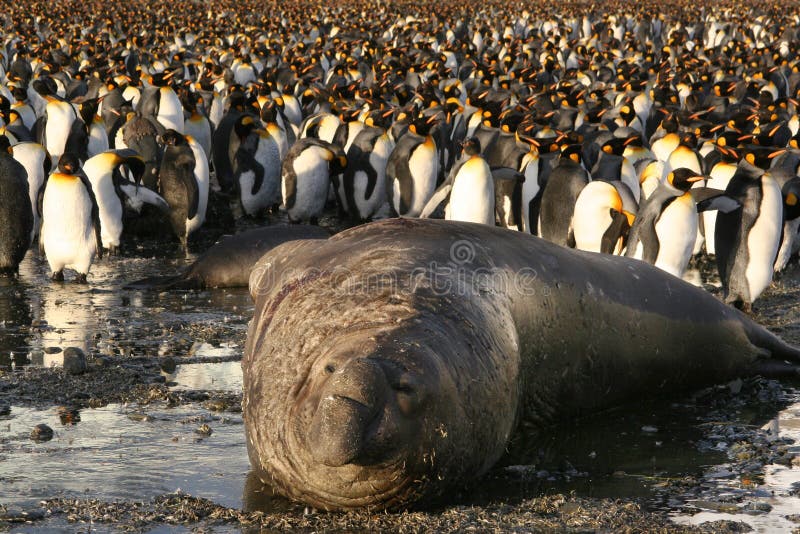 Un elefante focas antes colonia de el rey pingüinos.