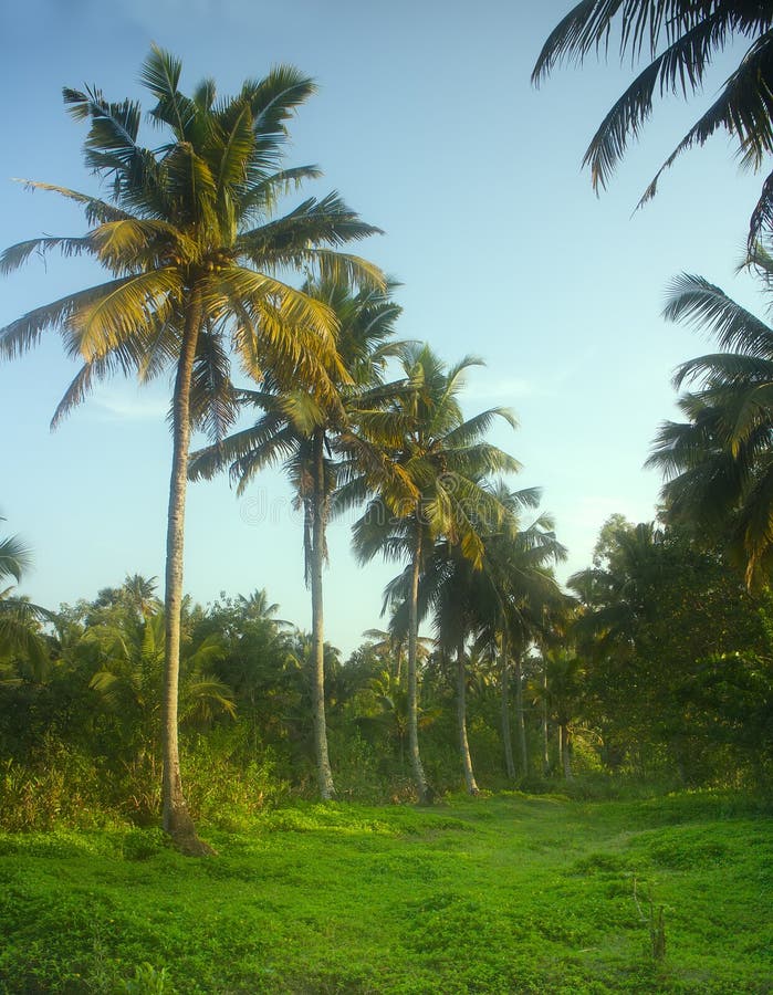 South Kerala Coconut trees stock image. Image of forest 91656275
