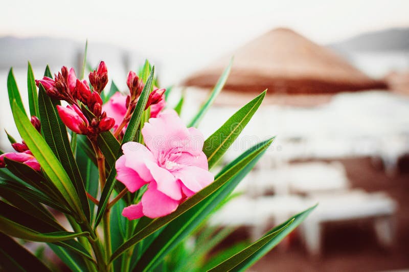 South pink flower opposite a beach straw umbrella