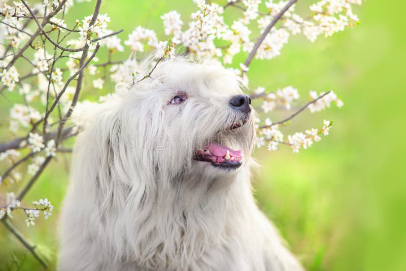 The old English Sheepdog and the South Russian shepherd dog on the lawn.  Adobe RGB Stock Photo - Alamy