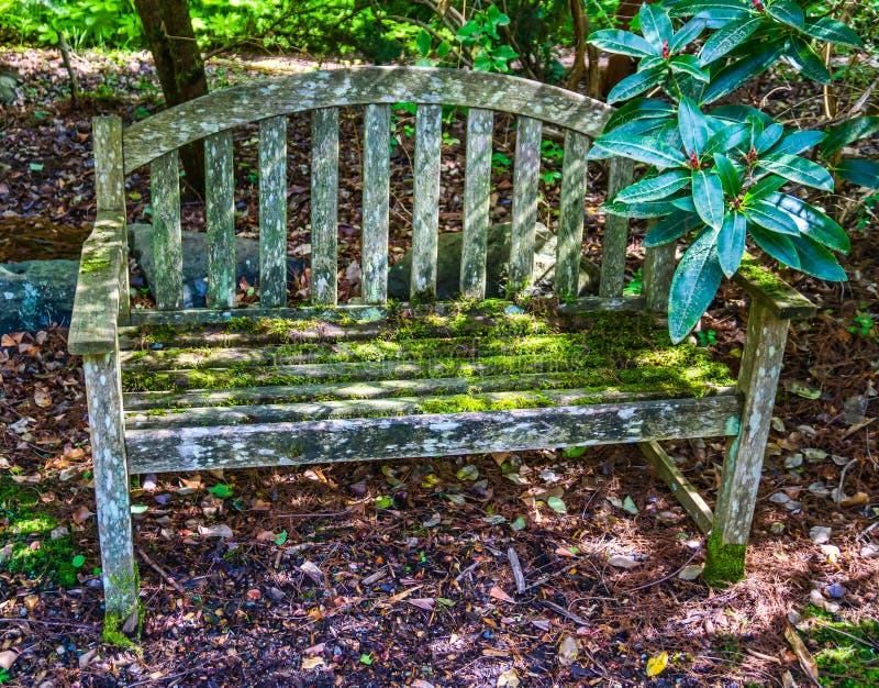 South Seattle Arboretum Bench 2 Stock Photo Image of texture