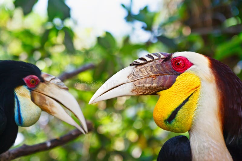 Southeast Asian wreathed hornbills against jungle background.