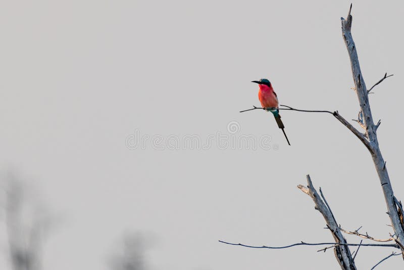 souther carmine bee eater at the kwando river in Namibia in Africa stock photo souther carmine bee eater at the kwando river in Namibia in Africa stock photo