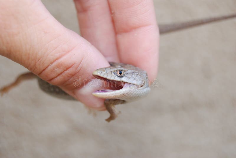 Southern Alligator Lizard Bite Stock Photo Image of animal, nature