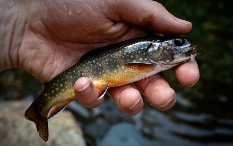 Southern Appalachian Brook Trout Stock Image Image of america, states