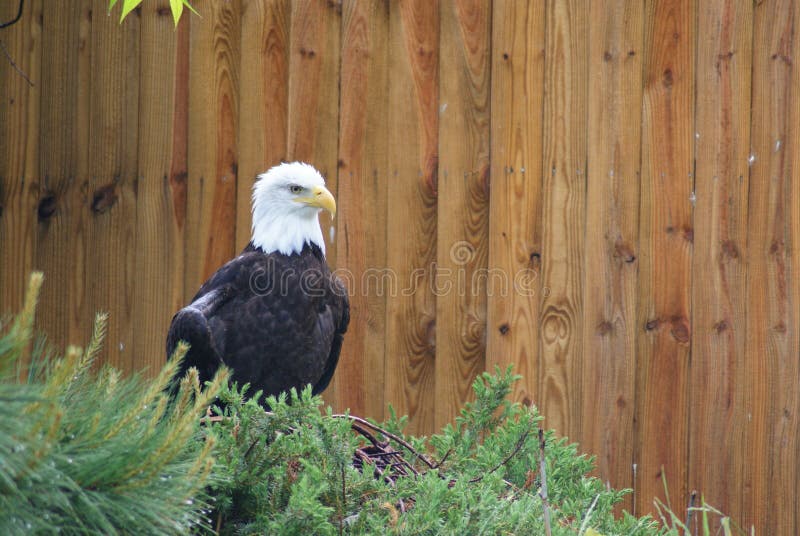 Southern Bald Eagle stock image. Image of bird, virginia 274829833