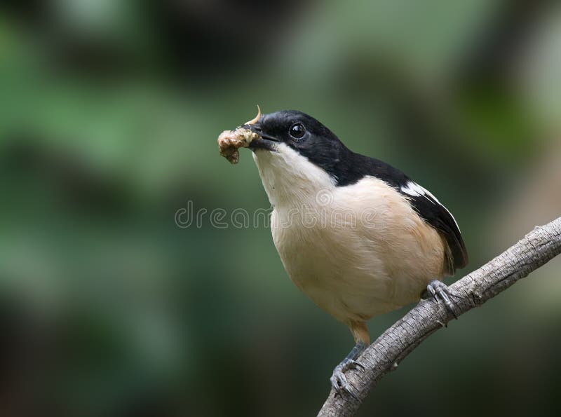 Southern Boubou