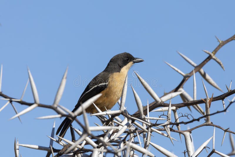 Southern Boubou Laniarius Ferrugineus, Bontebok National Park, Western Cape, South Africa Stock Photo - Image of thorn, bird: 198251416 Southern Boubou Laniarius Ferrugineus, Bontebok National Park, Western Cape, South Africa Stock Photo - Image of thorn, bird: 198251416