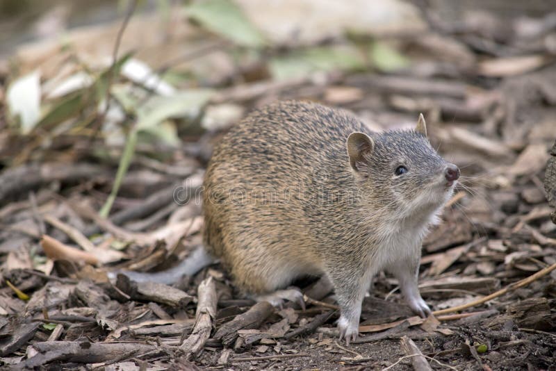 The Southern Brown Bandicoot is a Small Marsupial Stock Photo - Image of rufous, marsupials: 214375184 The Southern Brown Bandicoot is a Small Marsupial Stock Photo - Image of rufous, marsupials: 214375184