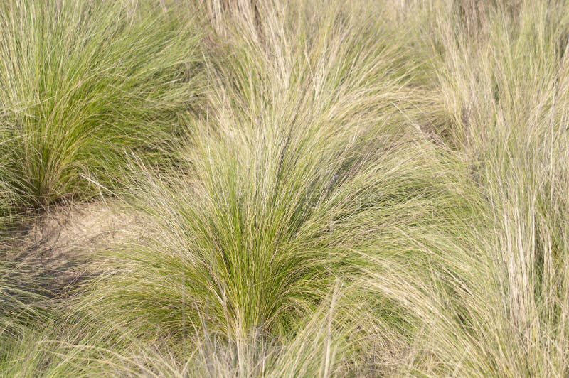 Southern California Bunch Grasses Used in Garden Landscaping Stock ...