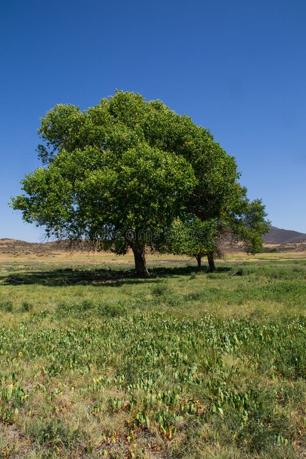 The Southern California Landscape. Stock Photo Image of ranch, grass 41364360