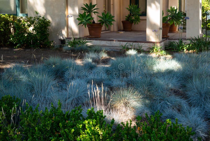 Southern California yard and plants