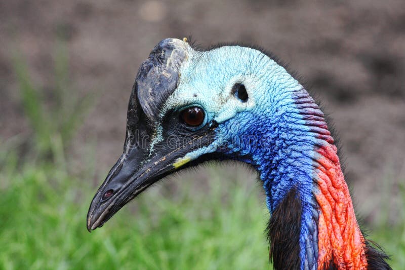 Southern Cassowary stock photo