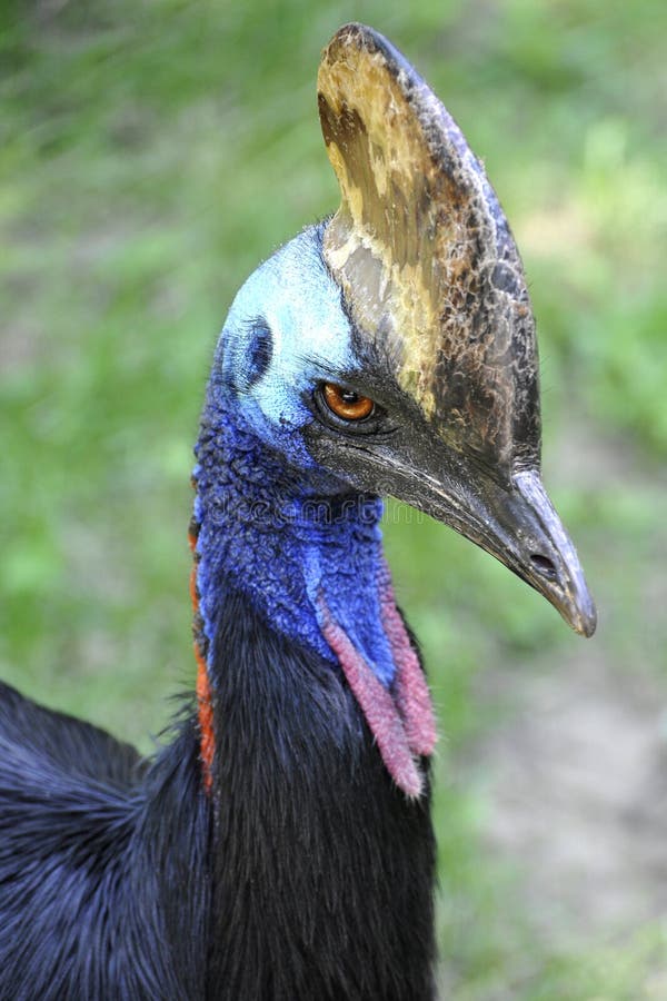 Southern Cassowary royalty free stock photography