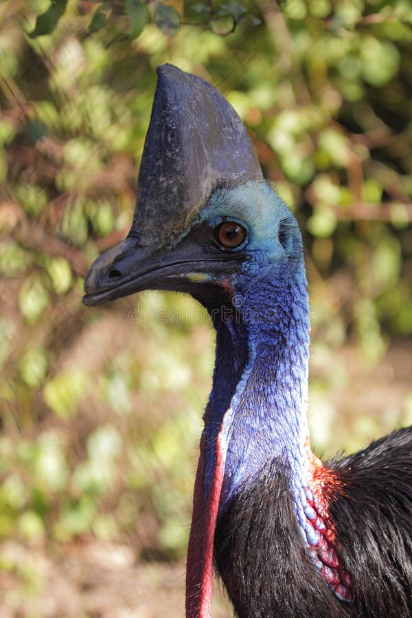 Southern cassowary royalty free stock photography