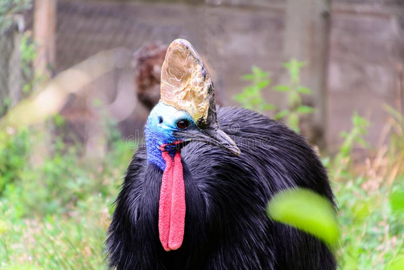 The southern cassowary also known as double-wattled cassowary, Australian cassowary or two-wattled cassowar. Is a large flightless black bird. and related to emu, ostrich, and the Rhea and Kiwi genera
