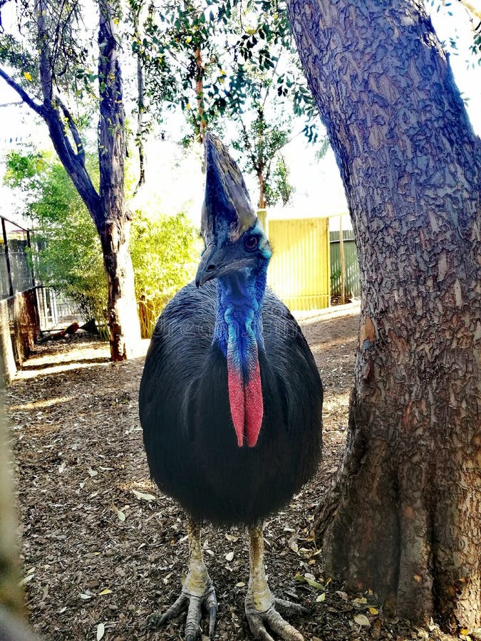 Southern Cassowary @ Featherdale wild park royalty free stock image
