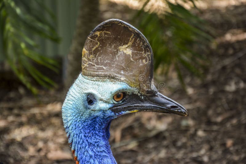 Southern Cassowary stock photos