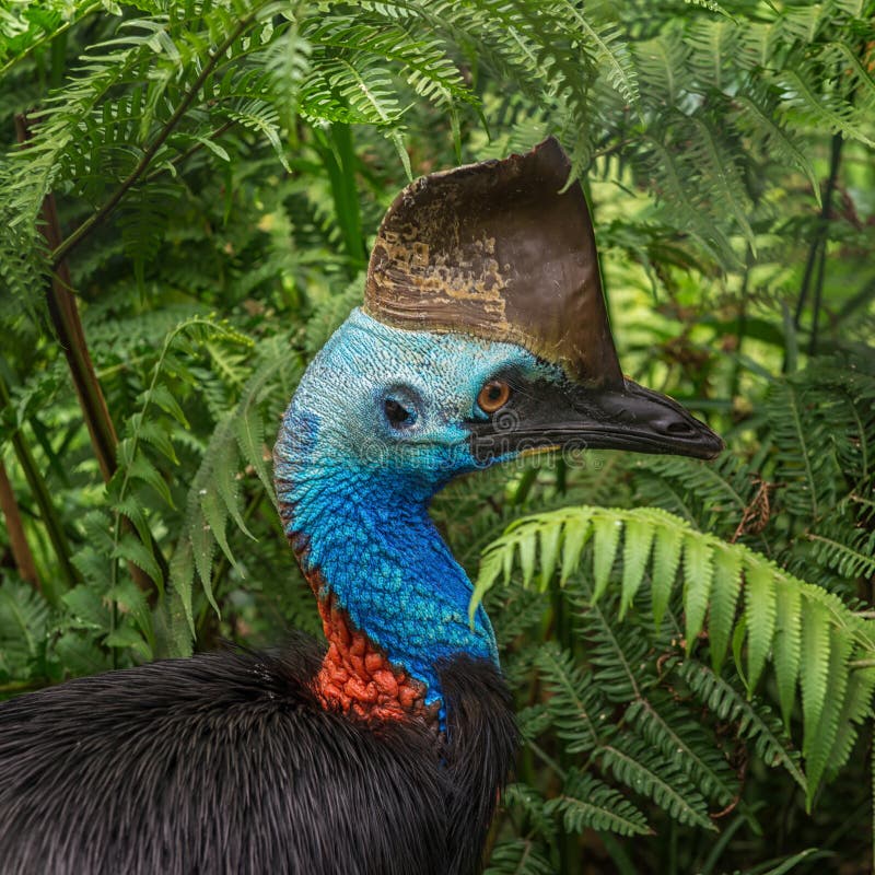 Southern cassowary, Australian big forest bird, Birdworld, Kuranda, Queensland royalty free stock images
