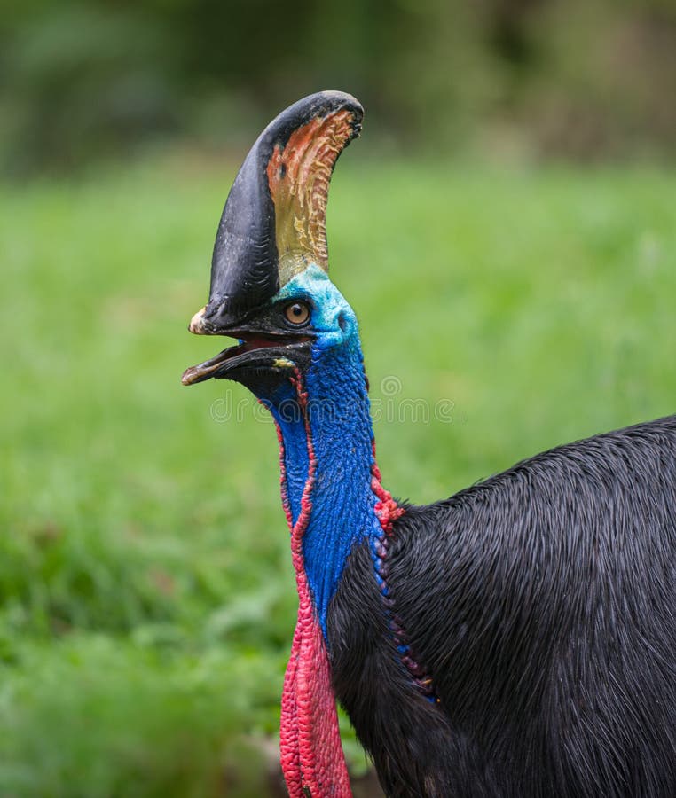 Southern Cassowary Bird Casuarius casuarius double-wattled cassowary Bird Close-up royalty free stock images
