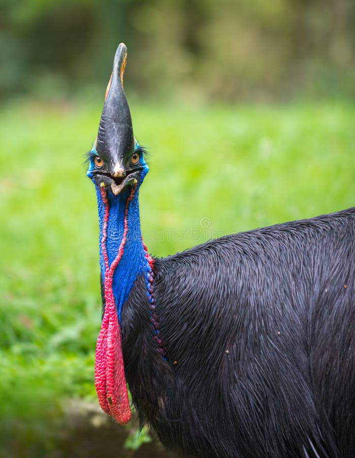 Southern Cassowary Bird Casuarius casuarius double-wattled cassowary Bird Close-up stock photography