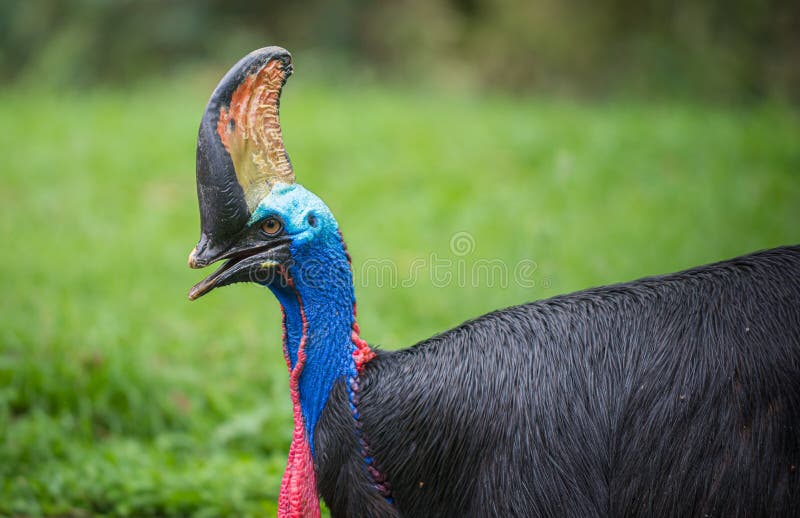 Southern Cassowary Bird Casuarius casuarius double-wattled cassowary Bird Close-up stock photos