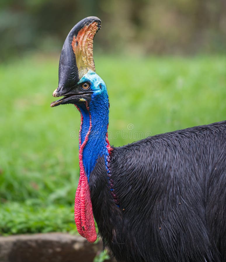 Southern Cassowary Bird Casuarius casuarius double-wattled cassowary Bird Close-up royalty free stock photography