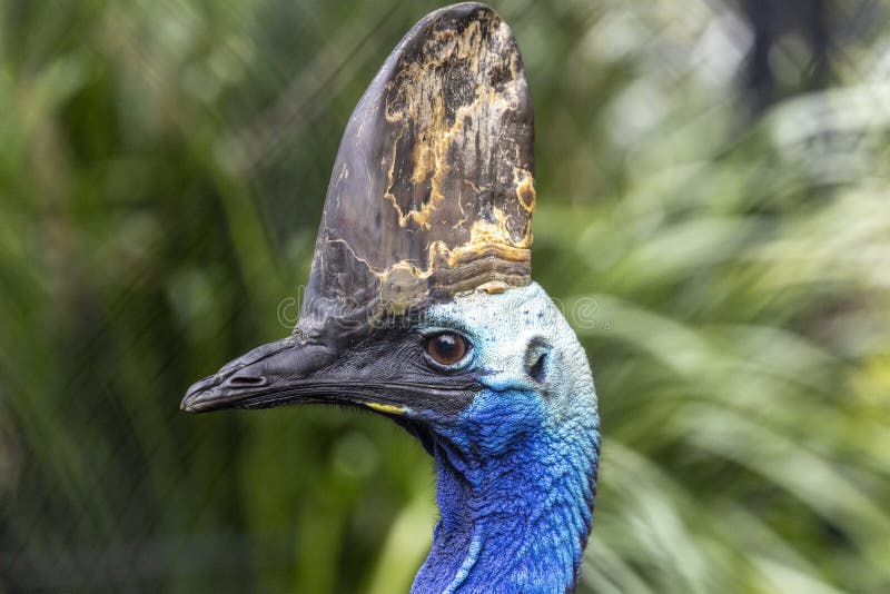 Southern Cassowary royalty free stock photo