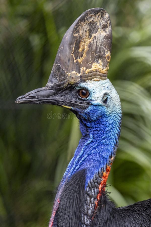 Southern Cassowary royalty free stock photography