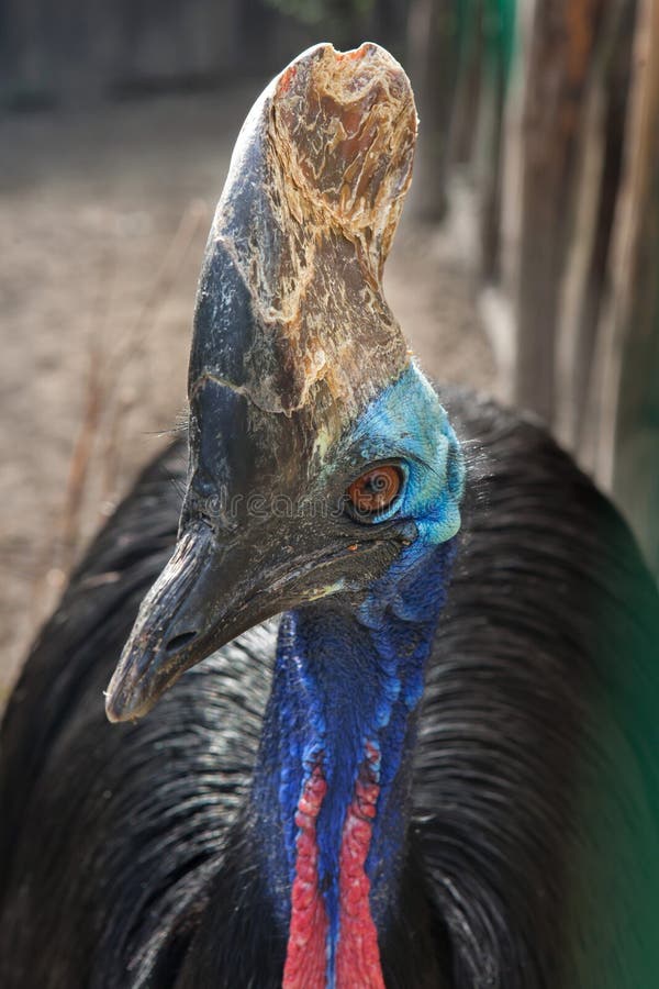 Southern cassowary Casuarius casuarius royalty free stock photo
