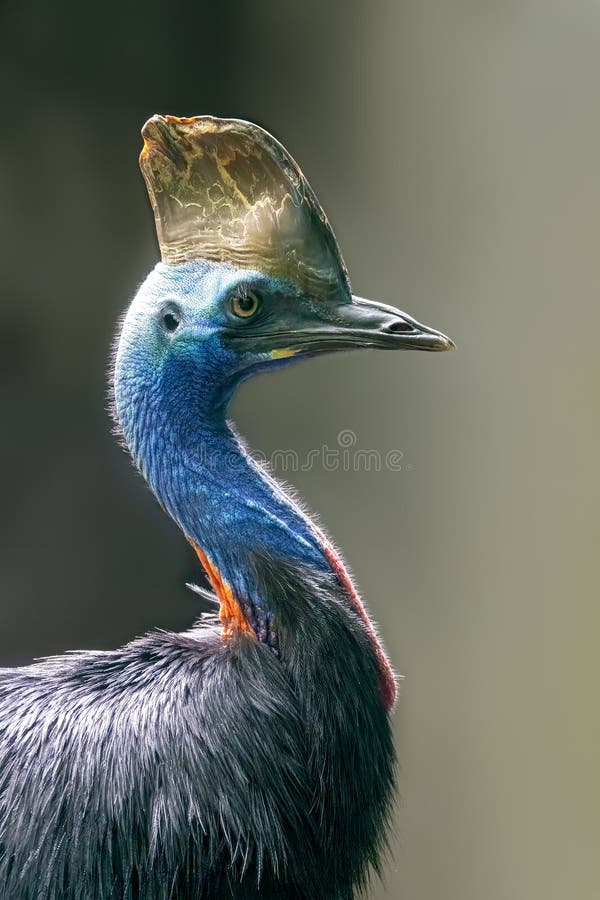 The southern cassowary (Casuarius casuarius), also known as double-wattled cassowary stock image