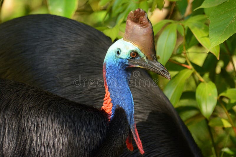 Southern Cassowary, Casuarius casuarius stock image