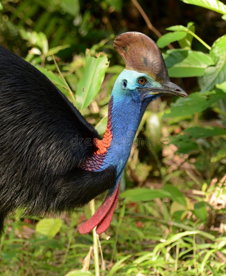 Southern Cassowary, Casuarius casuarius royalty free stock photography