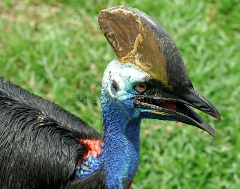 Southern cassowary : Casuarius casarius bird royalty free stock photos