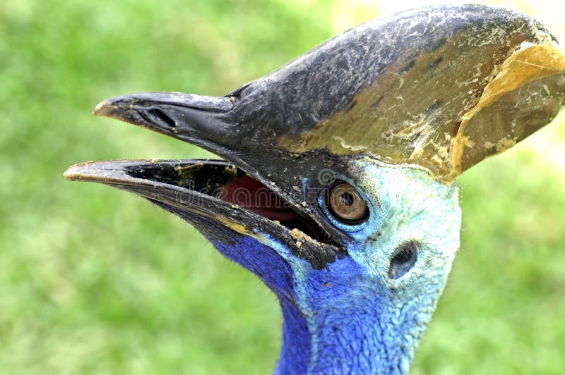 Southern cassowary : casuarius casarius bird royalty free stock image