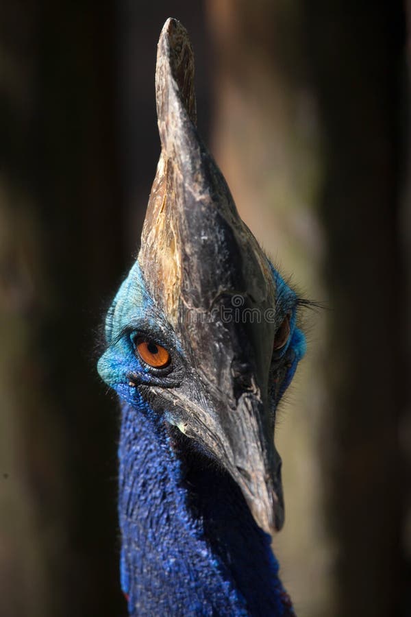 Southern cassowary Casuarius casuarius royalty free stock photography