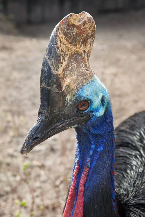 Southern cassowary & x28;Casuarius casuarius& x29 royalty free stock photos