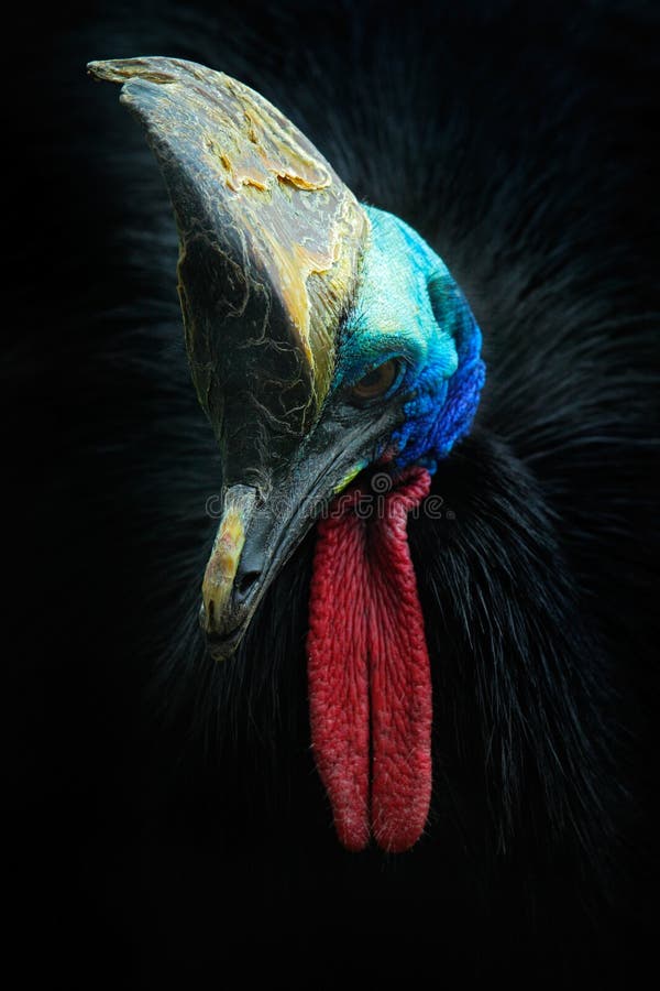 Southern cassowary, Casuarius casuarius, also known as double-wattled cassowary, Australian big forest bird, detail hidden royalty free stock images