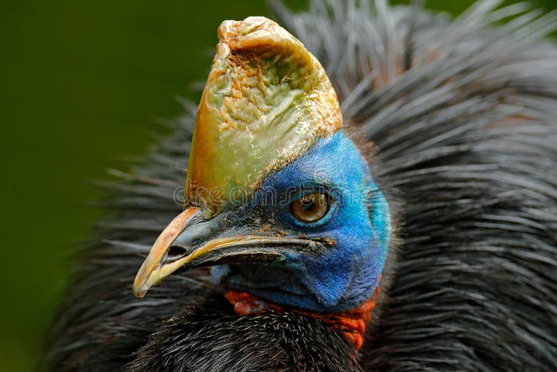 Southern cassowary, Casuarius casuarius, also known as double-wattled cassowary, Australian big forest bird, detail hidden portrai royalty free stock image
