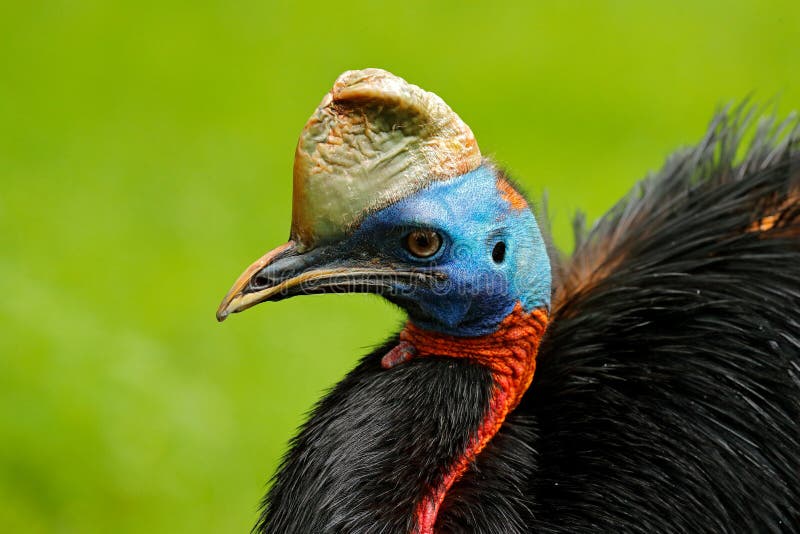 Southern cassowary, Casuarius casuarius, also known as double-wattled cassowary, Australian big forest bird, detail hidden portrai royalty free stock photo