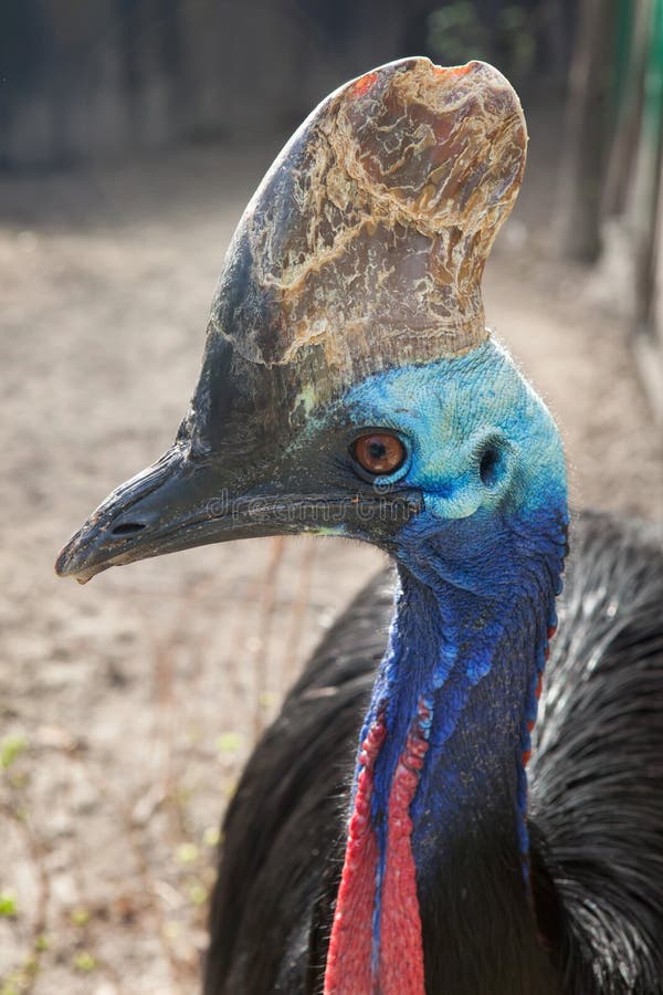 Southern cassowary Casuarius casuarius stock photo
