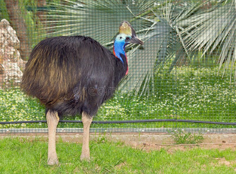Southern Cassowary (Casuarius casuarius) flightless bird royalty free stock photo