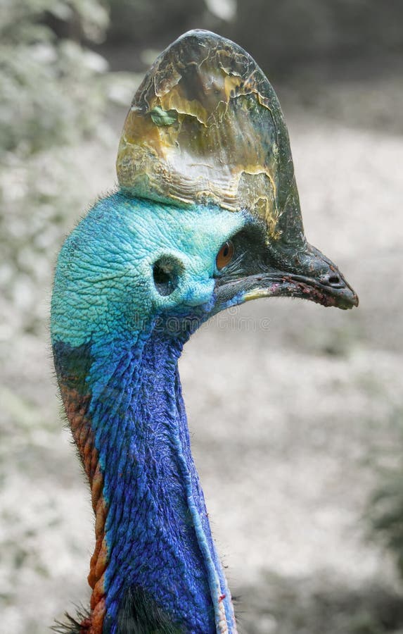 Southern Cassowary (Casuarius casuarius) head stock images