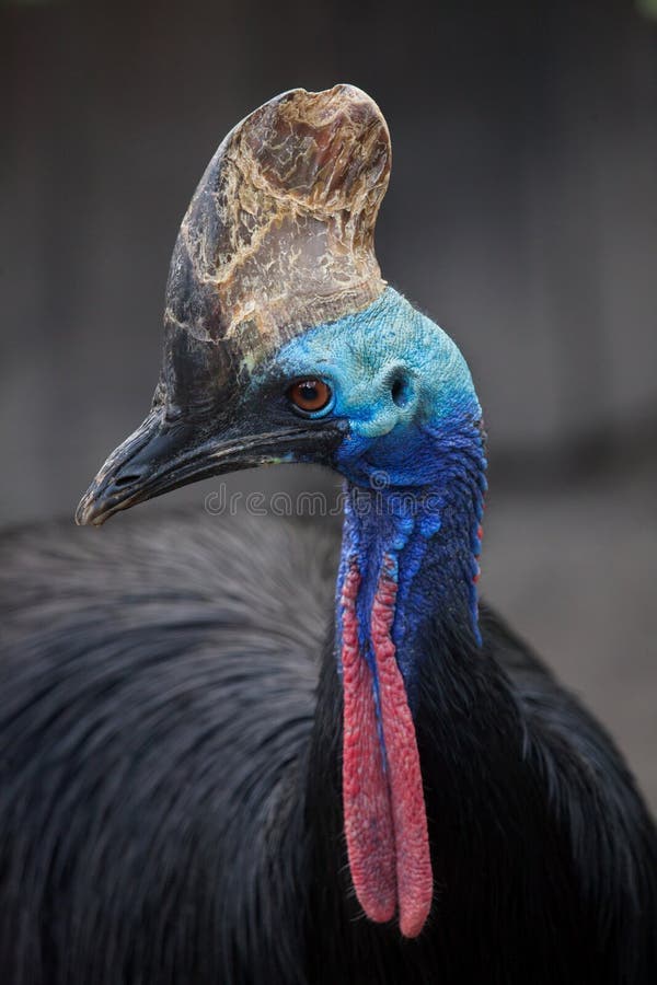 Southern cassowary Casuarius casuarius stock image