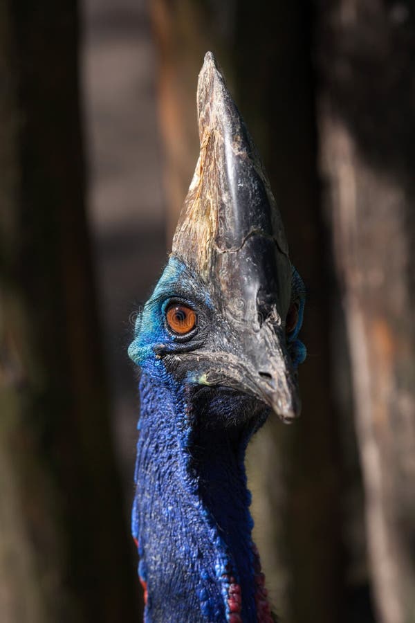 Southern cassowary Casuarius casuarius royalty free stock photo