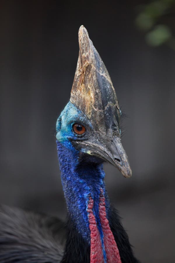 Southern cassowary Casuarius casuarius stock images
