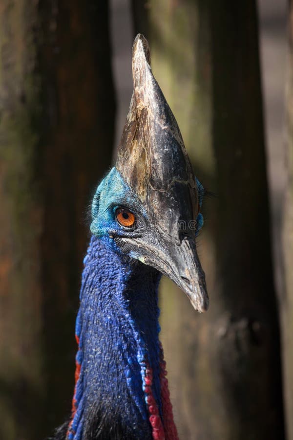 Southern cassowary Casuarius casuarius stock image