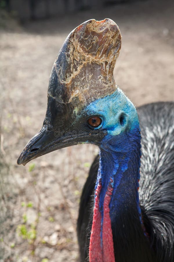 Southern cassowary Casuarius casuarius royalty free stock images